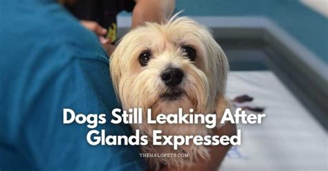 dogs anal glands leaking|From Leakage to Relief: Understanding and。